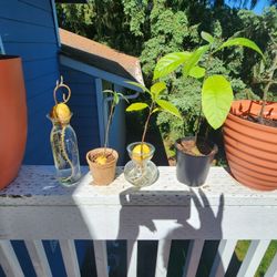 Avocado Plants