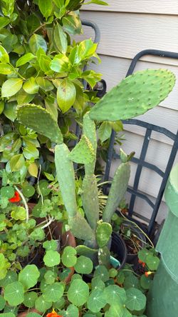Nopales diferentes precios