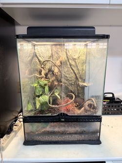 Crested Gecko + Exo Terra Brand Complete Habitat Setup – 18x18x24 – $130