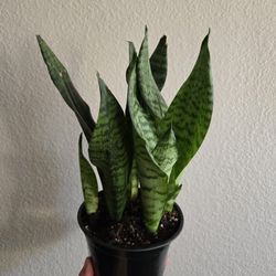 Live Snake Plant 5 1/2 Inch Pot