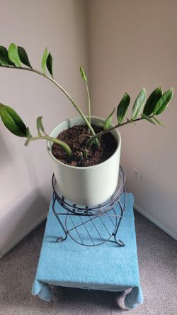 🌺 ZZ Plant With Stand