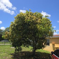 Mangos Tree