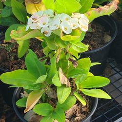 Coronas De Cristo Rojas Y Blancas1.5gallon Bushes 