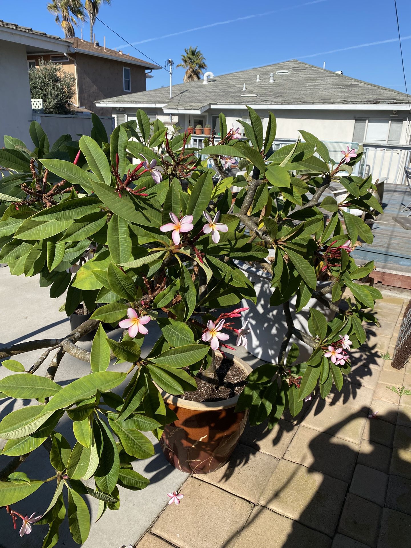 Plumeria Tree In Brown Ceramic Pot