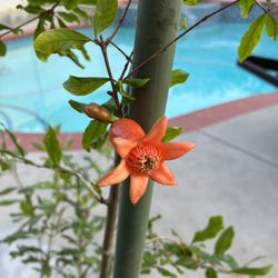 Pomegranate Tree