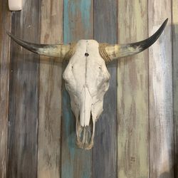 Large cow skull