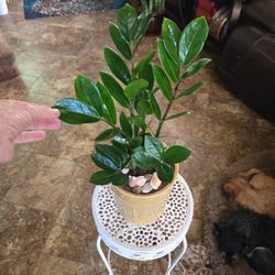 Gorgeous ZZ Plant In 7in Ceramic Pot With Shells 