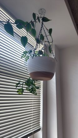 Hanging Houseplants – Philodendron + Monstera Adansonii (Stylish Planters) – Pickup Only