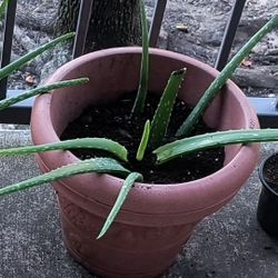 Aloe Vera Plant