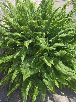 XL Boston Fern Live Plants 