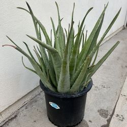 Aloe Vera Plant 