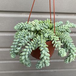 6” donkey tail succulent
