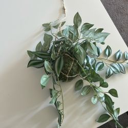 hanging plant