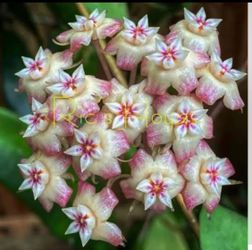 Hoya Rigida in hanging pot