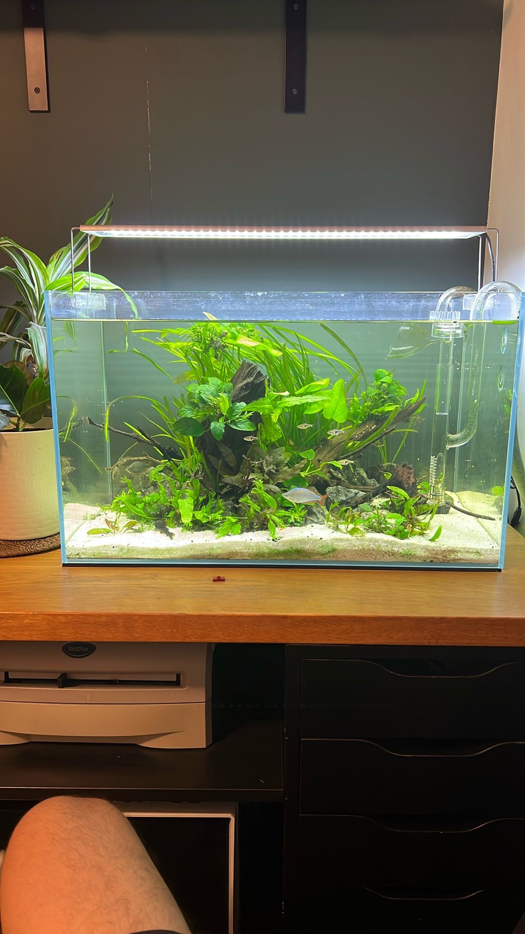 UNS 60U Aquarium and Light