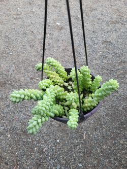 Donkey Tail Plant 6" pot