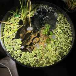 Floating Plants For Ponds & Aquariums