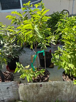7 Gallon Sugar Apple (Sweet Sop)