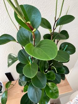 Mature flowering rubber plant