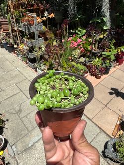 String of Pearls Succulent Plant