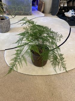 Fern And Pot
