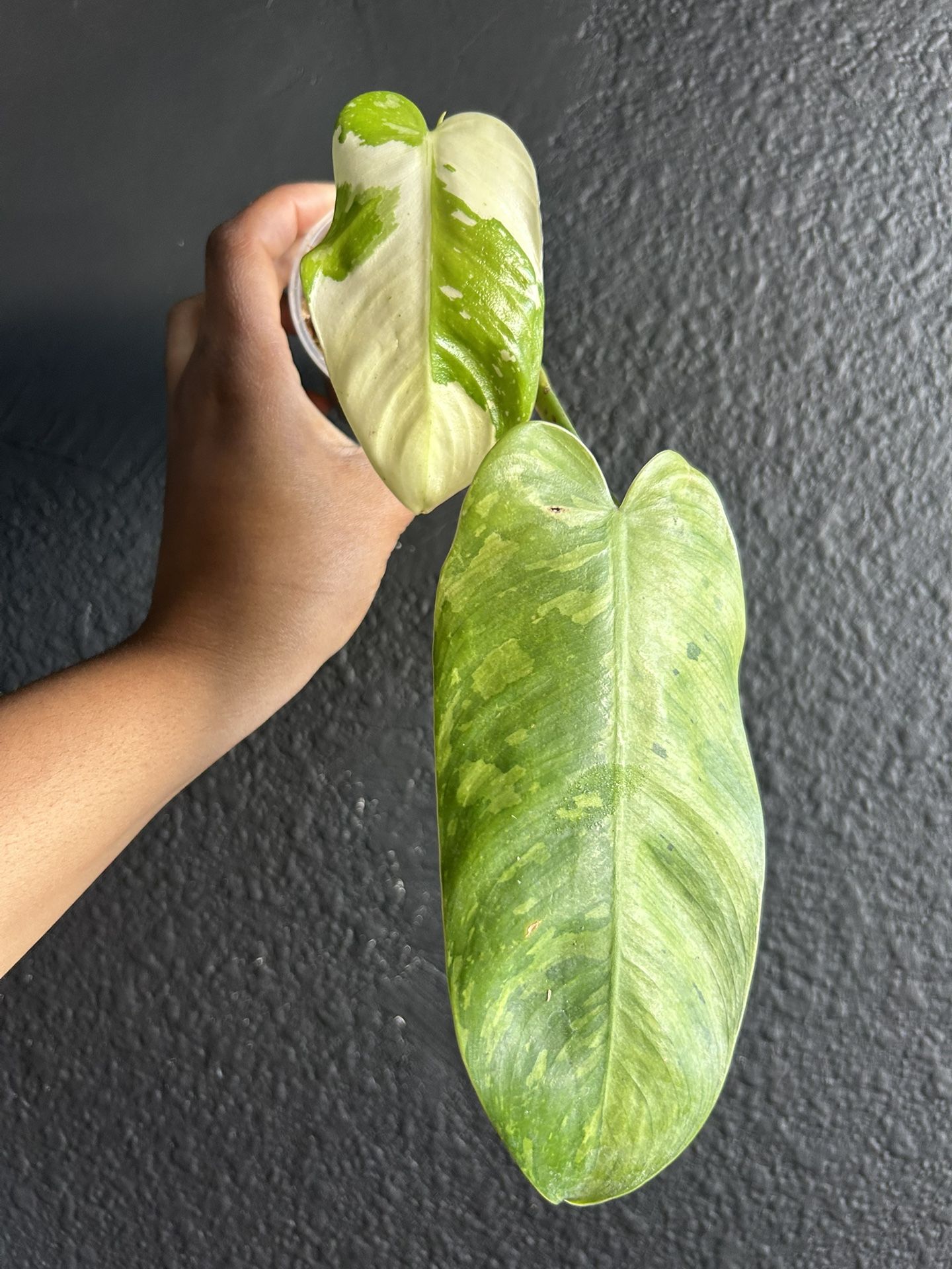 Philodendron Jose Buono