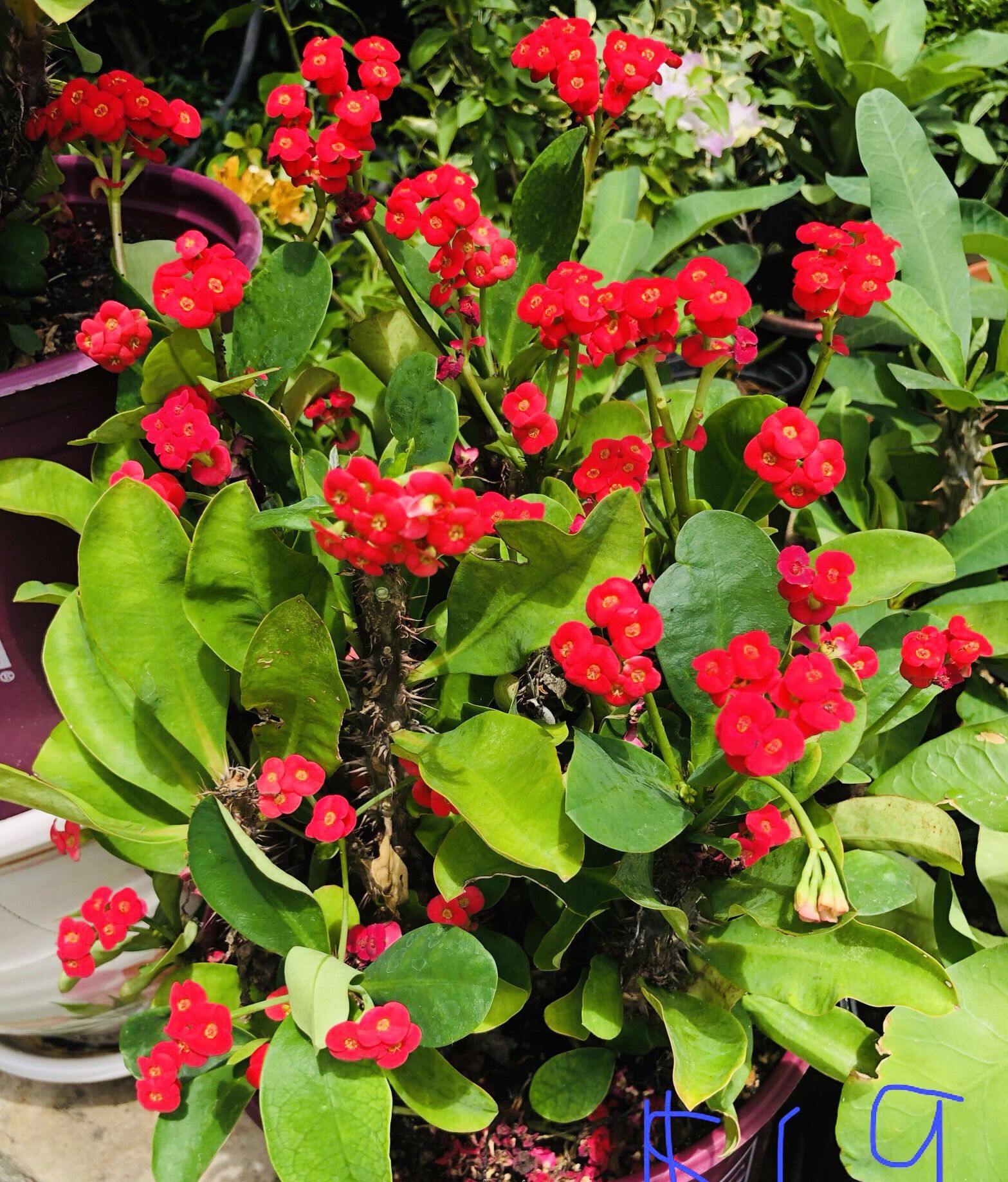 Sale 1 cutting Crown Of Thorn Corona Thai Hybrid Succulent 5” No Root