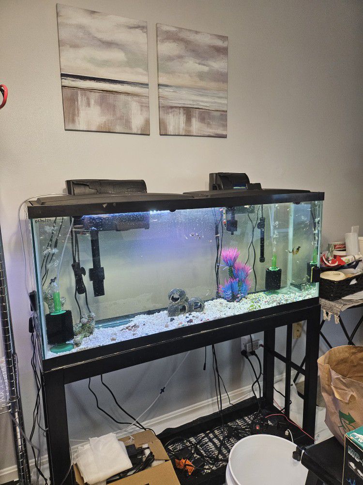 Arqueon 55gal Tank, Stand And Accessories 