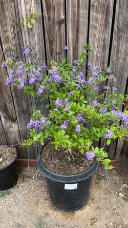 Duranta