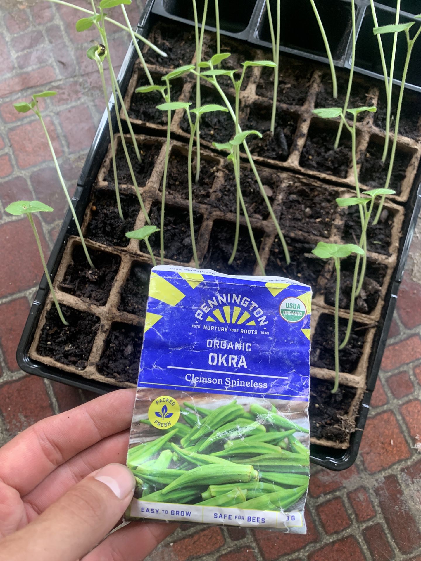 Organic Okra 