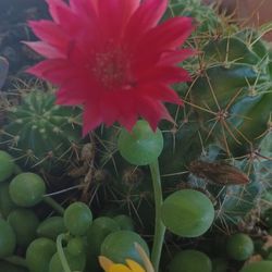Cactus And Succulent Arrangements.
