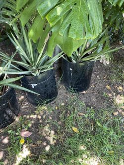 Maguey ( Each)