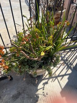 Mixed Succulent and Plant Arrangement in Pot