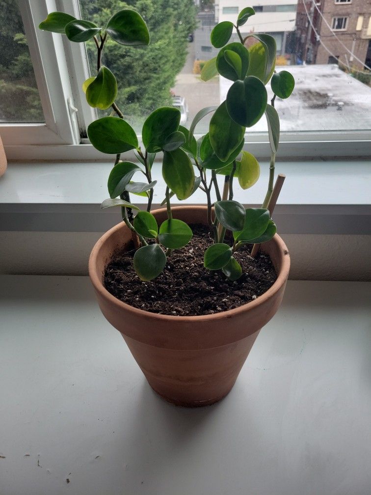 peperomia obtusifolia