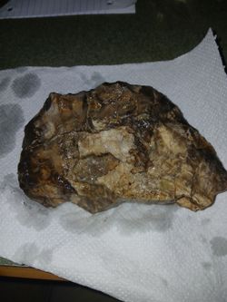 Petrified wood