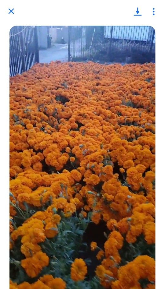 Flor De Cempasuchil