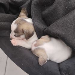 Brand New Pet Supplies 