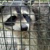 WILDLIFE REMOVAL