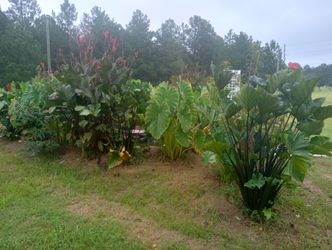 Elephant ear plants