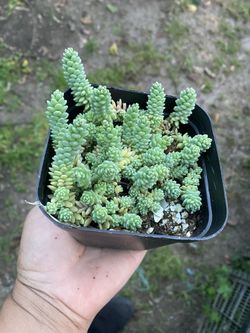 Succulent 5”pot 