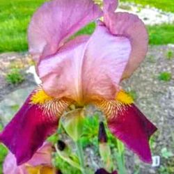 Beautiful Exotic Iris Perennial Plants