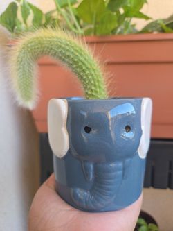 Plant