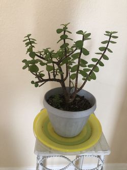 Bonsái Jade Live Tree