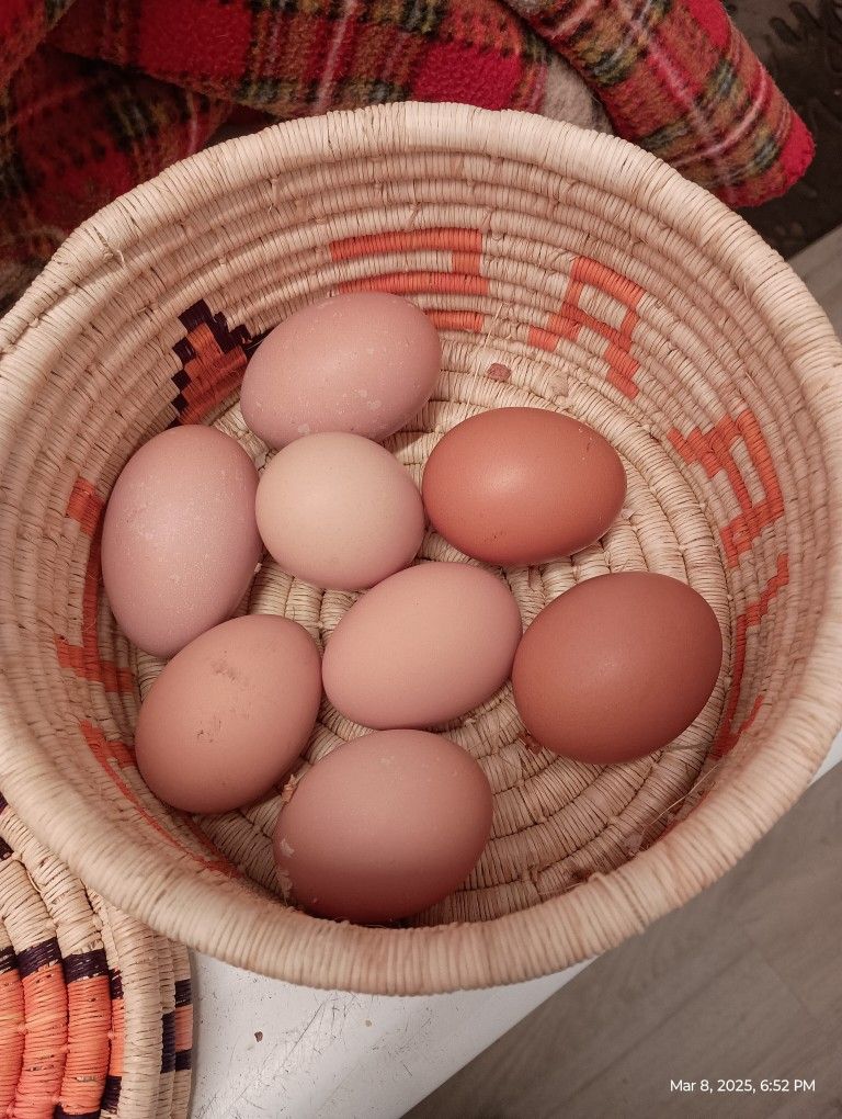 Fresh Organic Large Brown Eggs 🥚