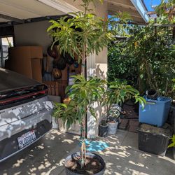 Alanno Sapodilla Fruiting Plant 