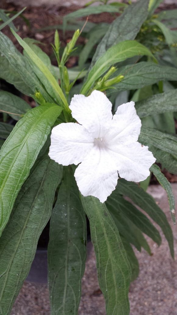 Dwarf Mexican Petunia – White