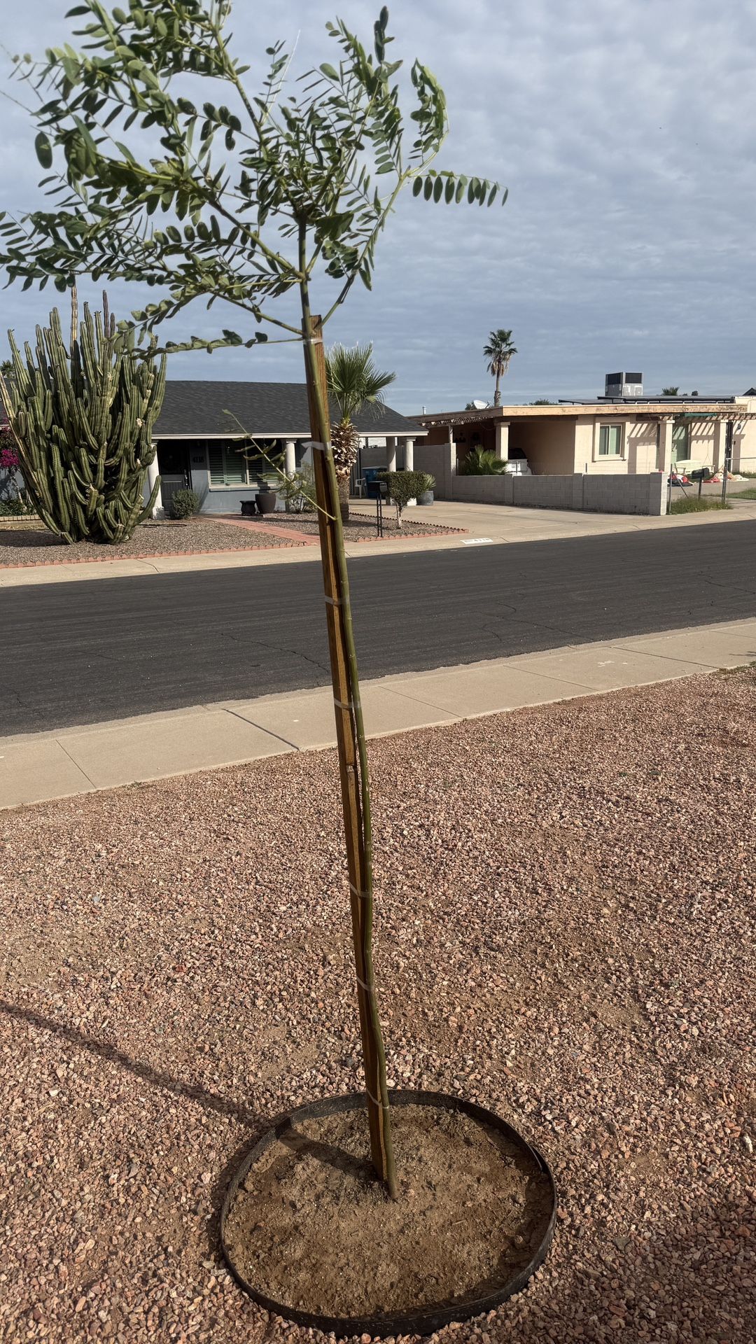 Moringa Tree 6’ Tall