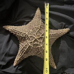 Big Caribbean Dried Starfish