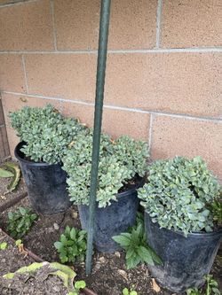 Succulents