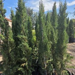 Italiano Cypress Pines 7gallon 7ft Tall 